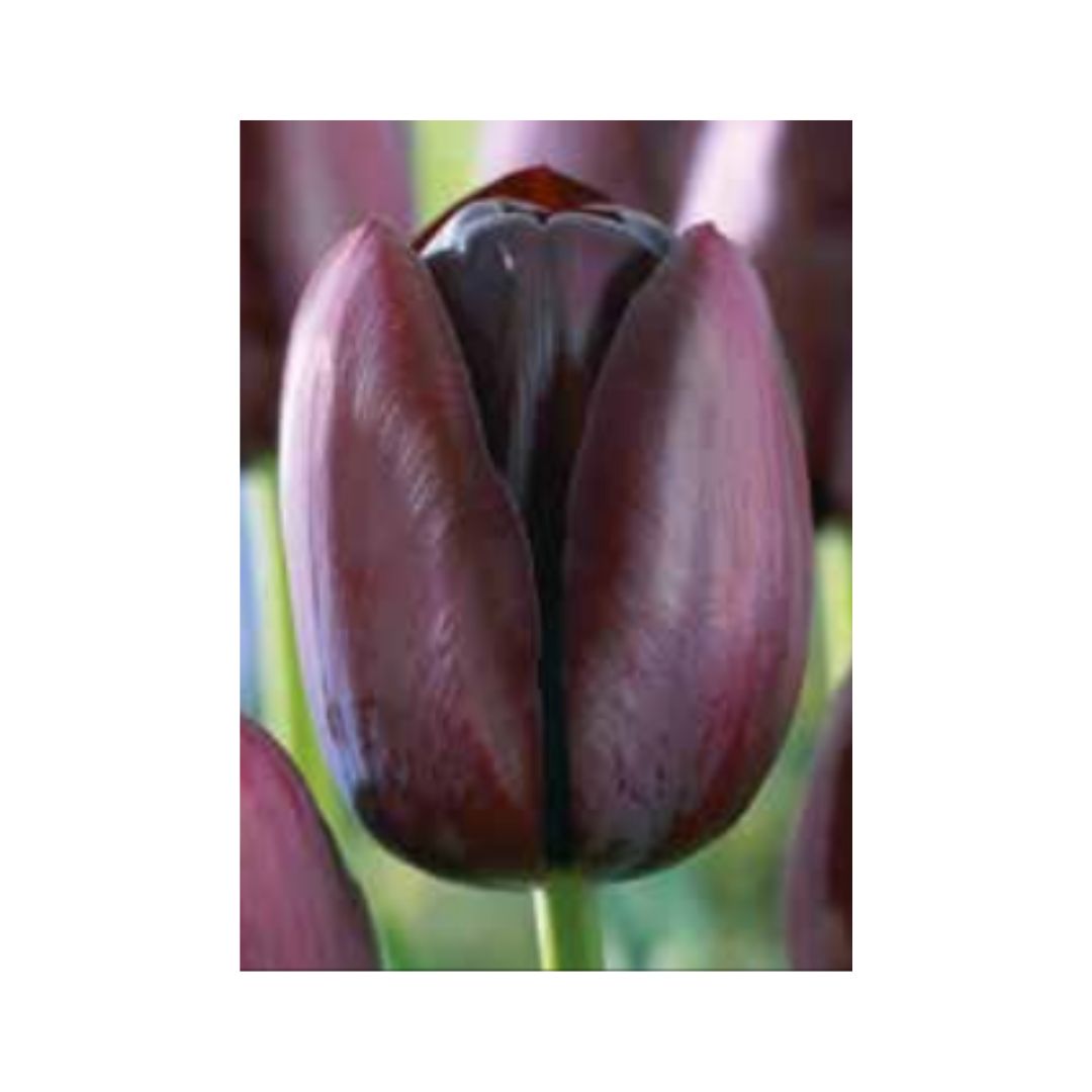 Tulpe