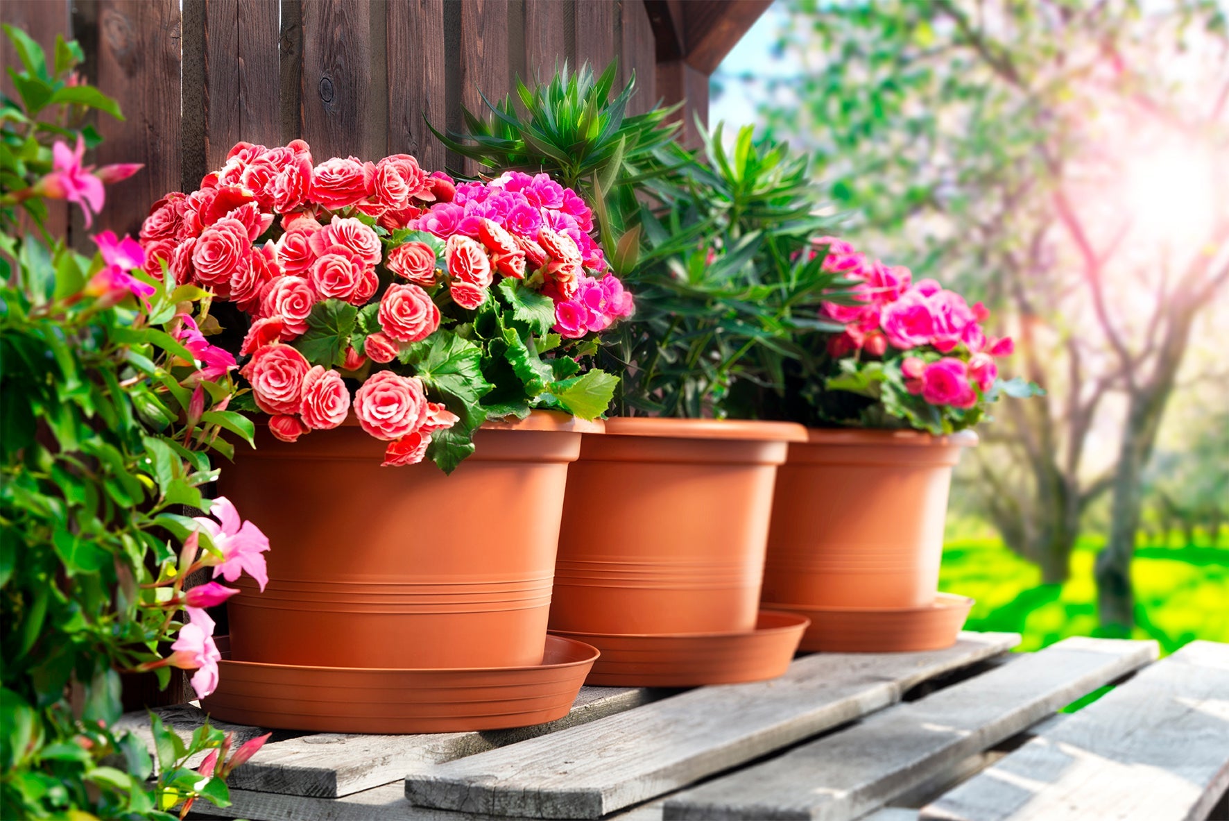 Puķu pods Campanula 17cm plastmasas terakota