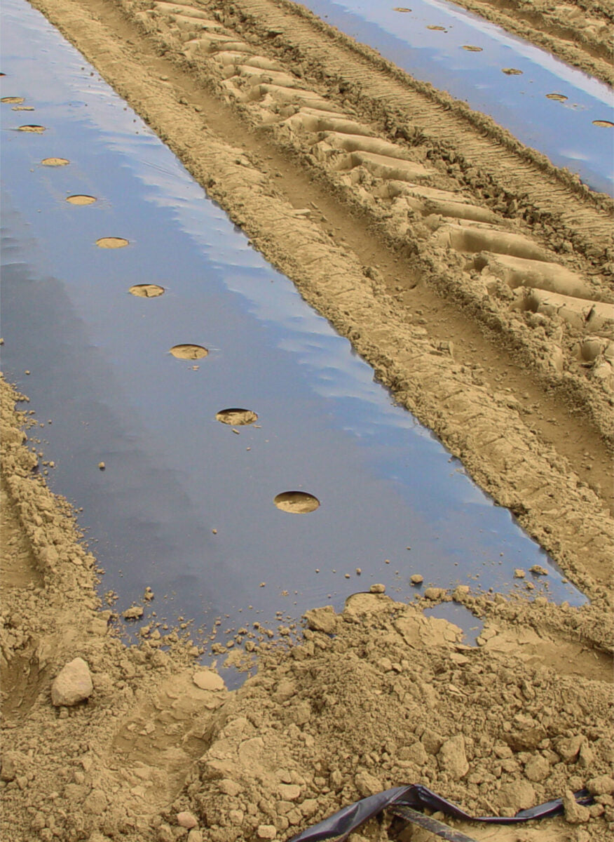 Plēve zemeņu audzēšanai ar stādīšanas caurumiem 1.2x5m