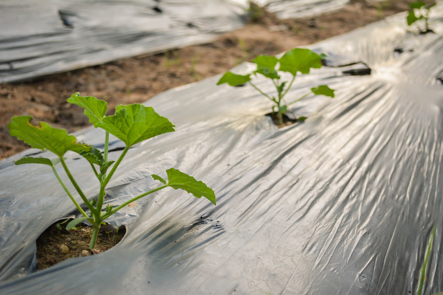 Plēve gurķu audzēšanai ar stādīšanas caurumiem 1x5m