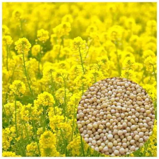 Eļļas rutks Romesa 1kg