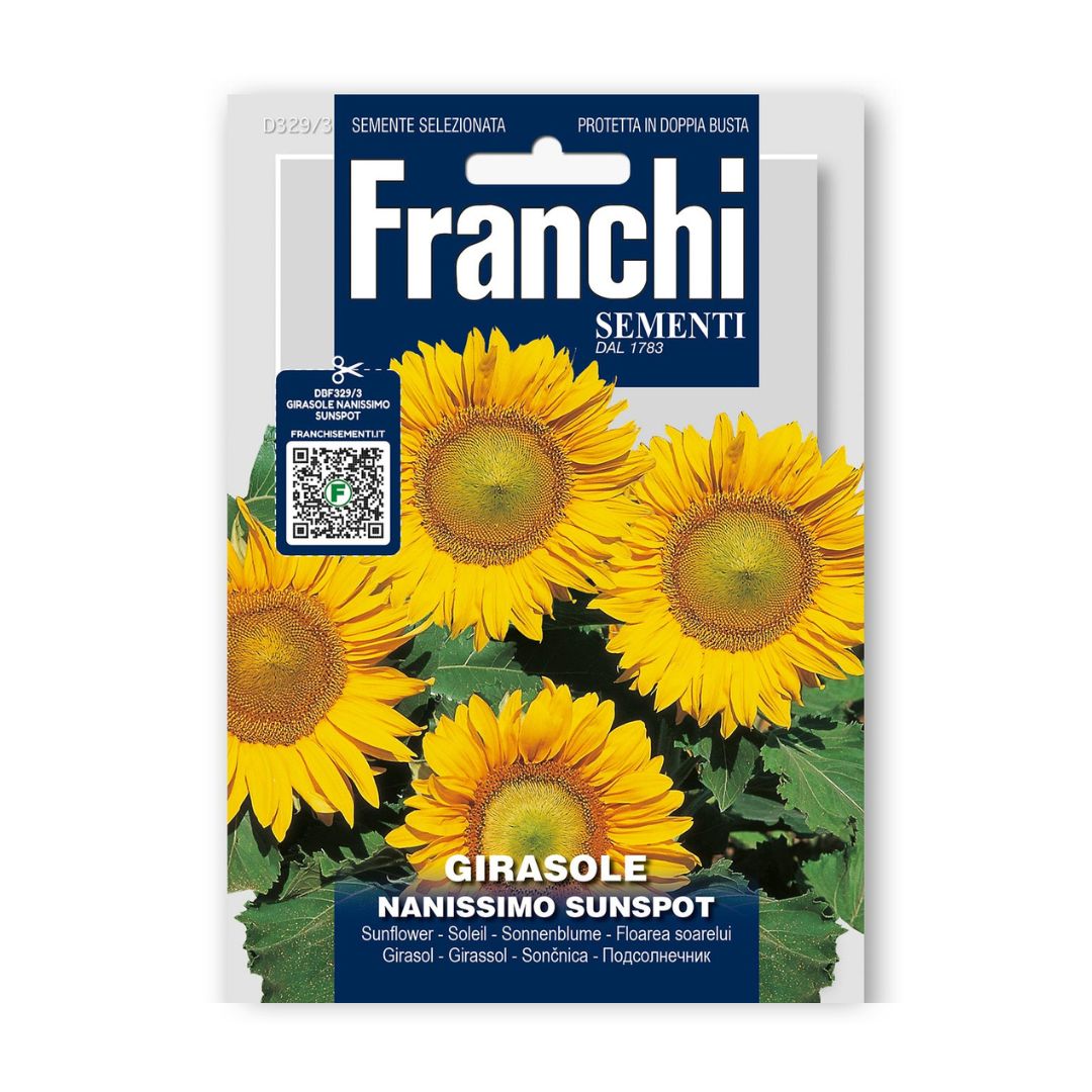 Saulespuķes zemās Nanissimo Sunspot 4g